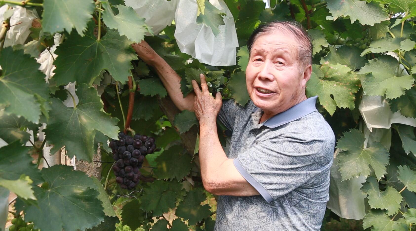 “戶太8號”產(chǎn)量是傳統(tǒng)葡萄3—6倍，富含抗癌微量元素白藜蘆醇