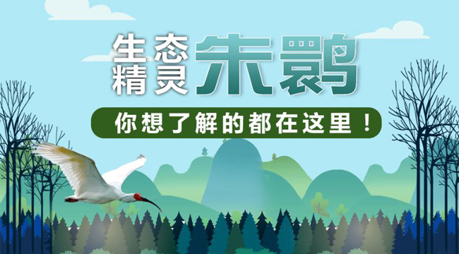 “生態(tài)精靈”朱鹮，你想了解的都在這里！