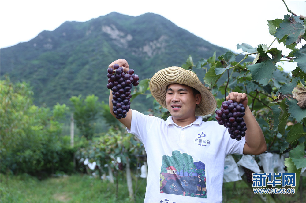 “95后”新農(nóng)人：把青春獻給秦嶺腳下