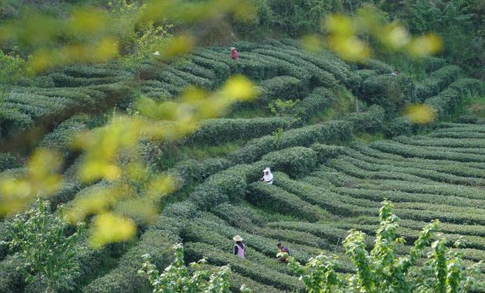 秦巴漢水間，百萬(wàn)畝茶園帶來(lái)綠色“錢(qián)”景
