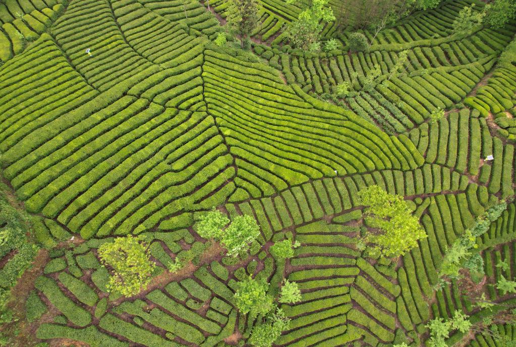 陜西西鄉(xiāng)：人均一畝茶 富民美如畫(huà)